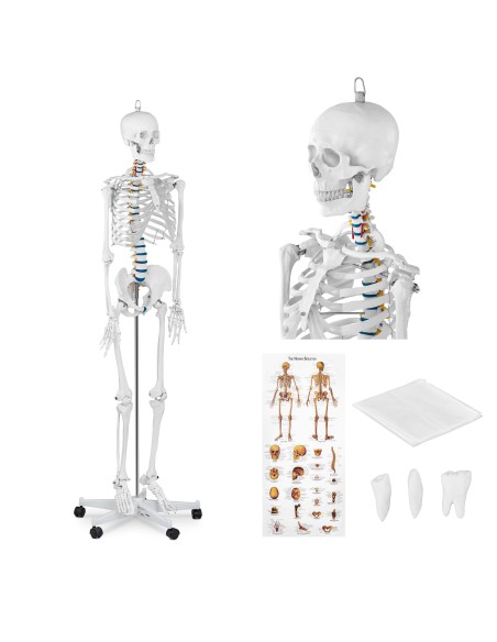 Anatominis žmogaus skeleto modelis 176 cm + Anatominis plakatas Anatominis žmogaus skeleto modelis 176 cm + Anatominis plakatas
