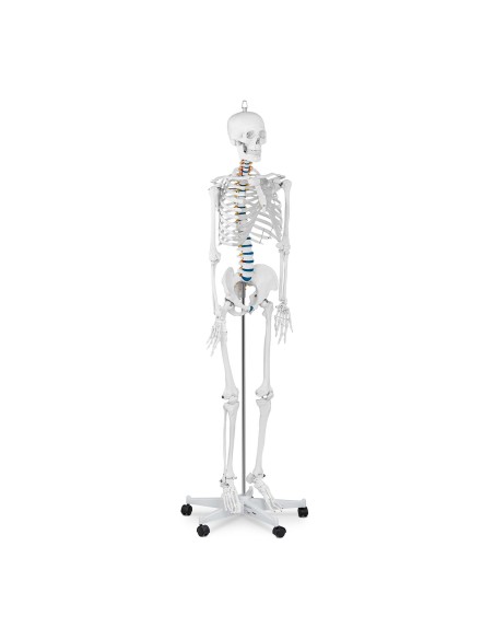 Anatominis žmogaus skeleto modelis 176 cm + Anatominis plakatas Anatominis žmogaus skeleto modelis 176 cm + Anatominis plakatas