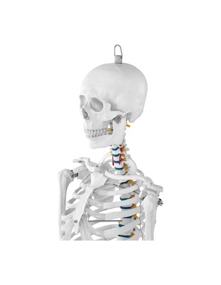 Anatominis žmogaus skeleto modelis 176 cm + Anatominis plakatas Anatominis žmogaus skeleto modelis 176 cm + Anatominis plakatas
