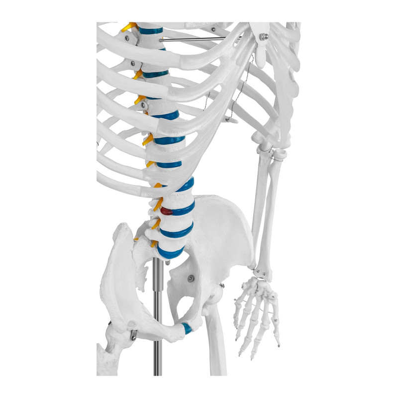 Anatominis žmogaus skeleto modelis 176 cm + Anatominis plakatas