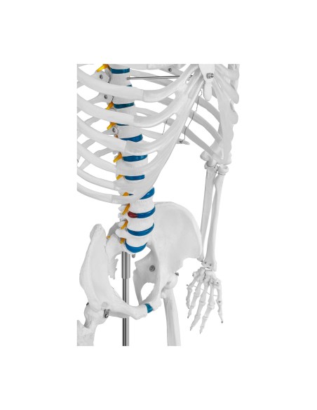 Anatominis žmogaus skeleto modelis 176 cm + Anatominis plakatas Anatominis žmogaus skeleto modelis 176 cm + Anatominis plakatas