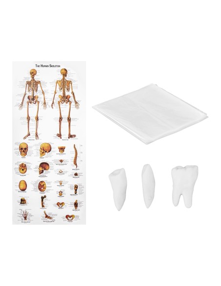 Anatominis žmogaus skeleto modelis 176 cm + Anatominis plakatas Anatominis žmogaus skeleto modelis 176 cm + Anatominis plakatas