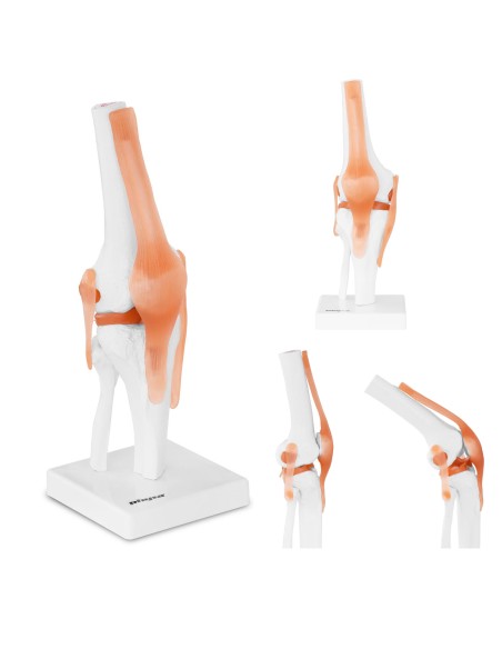 Anatominis kelio sąnario modelis 1:1 masteliu Anatominis kelio sąnario modelis 1:1 masteliu