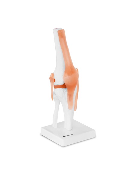 Anatominis kelio sąnario modelis 1:1 masteliu Anatominis kelio sąnario modelis 1:1 masteliu