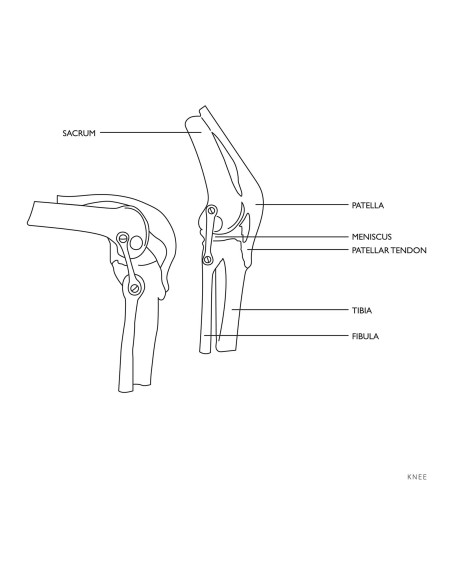 Anatominis kelio sąnario modelis 1:1 masteliu Anatominis kelio sąnario modelis 1:1 masteliu
