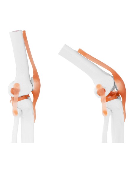 Anatominis kelio sąnario modelis 1:1 masteliu Anatominis kelio sąnario modelis 1:1 masteliu