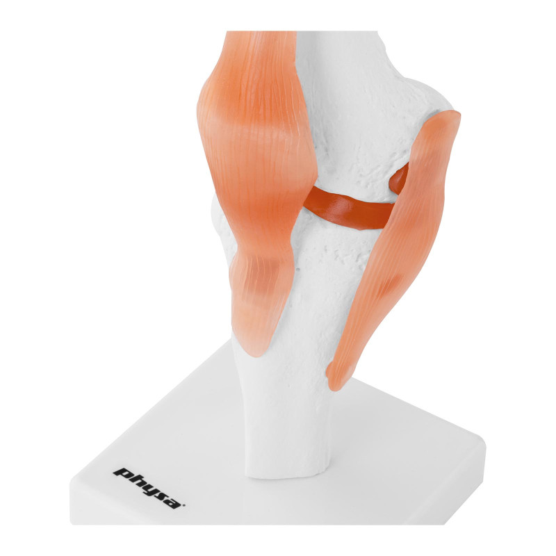 Anatominis kelio sąnario modelis 1:1 masteliu