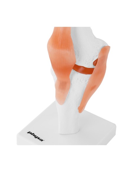 Anatominis kelio sąnario modelis 1:1 masteliu Anatominis kelio sąnario modelis 1:1 masteliu