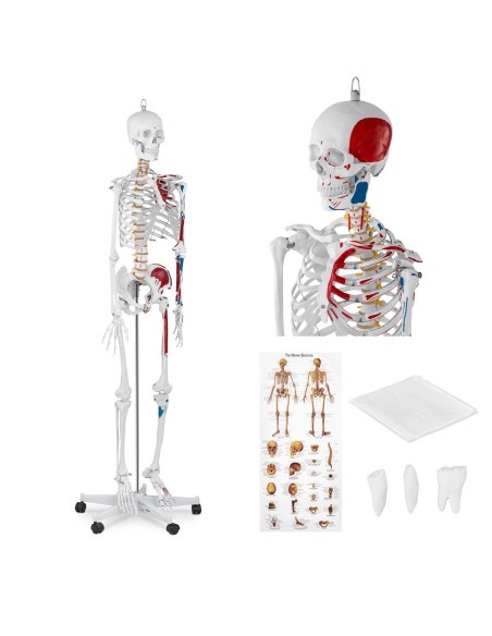 Anatominis žmogaus skeleto modelis 180 cm + Anatominis plakatas Anatominis žmogaus skeleto modelis 180 cm + Anatominis plakatas
