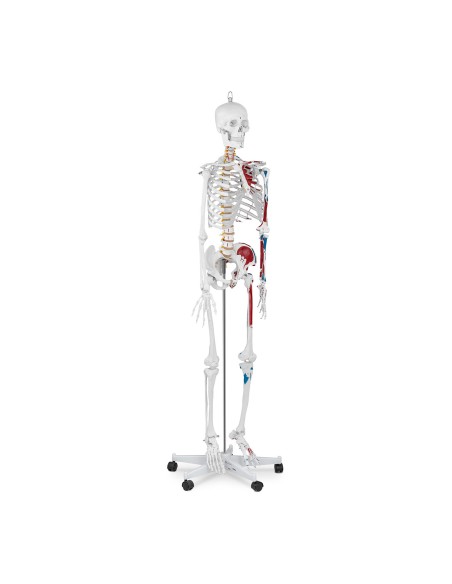Anatominis žmogaus skeleto modelis 180 cm + Anatominis plakatas Anatominis žmogaus skeleto modelis 180 cm + Anatominis plakatas