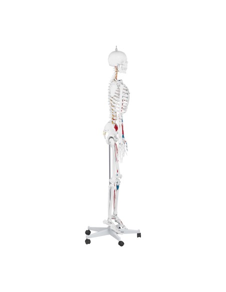 Anatominis žmogaus skeleto modelis 180 cm + Anatominis plakatas Anatominis žmogaus skeleto modelis 180 cm + Anatominis plakatas