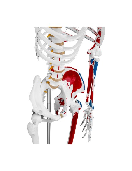 Anatominis žmogaus skeleto modelis 180 cm + Anatominis plakatas Anatominis žmogaus skeleto modelis 180 cm + Anatominis plakatas