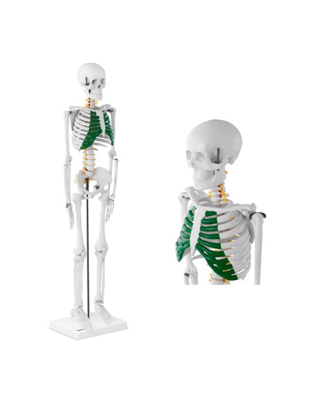Anatominis žmogaus skeleto modelis 85 cm Anatominis žmogaus skeleto modelis 85 cm