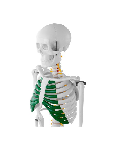 Anatominis žmogaus skeleto modelis 85 cm Anatominis žmogaus skeleto modelis 85 cm