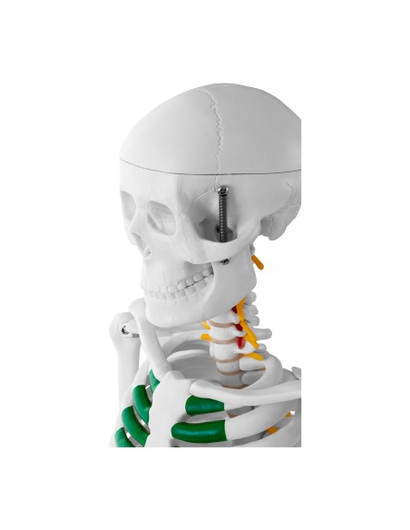 Anatominis žmogaus skeleto modelis 85 cm Anatominis žmogaus skeleto modelis 85 cm