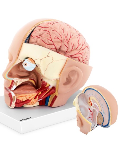 3D anatominis žmogaus galvos ir smegenų modelis, mastelis 1:1 3D anatominis žmogaus galvos ir smegenų modelis, mastelis 1:1