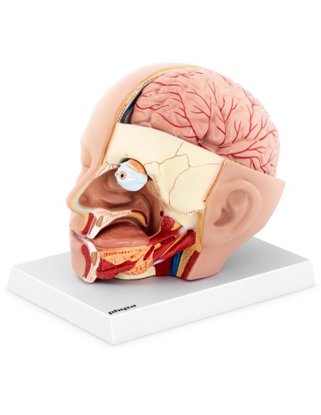 3D anatominis žmogaus galvos ir smegenų modelis, mastelis 1:1 3D anatominis žmogaus galvos ir smegenų modelis, mastelis 1:1