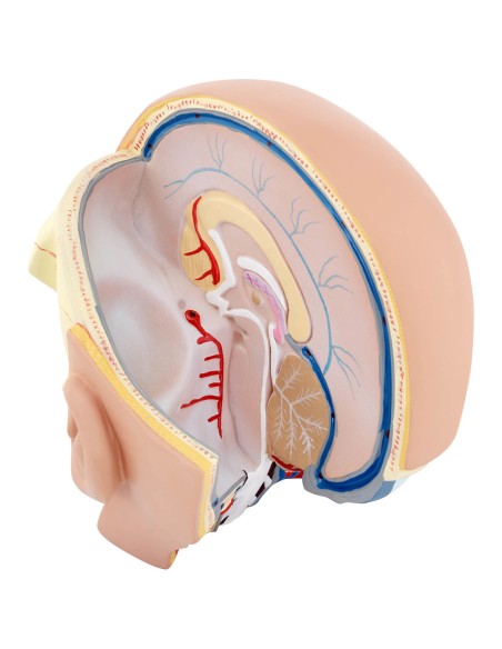 3D anatominis žmogaus galvos ir smegenų modelis, mastelis 1:1 3D anatominis žmogaus galvos ir smegenų modelis, mastelis 1:1