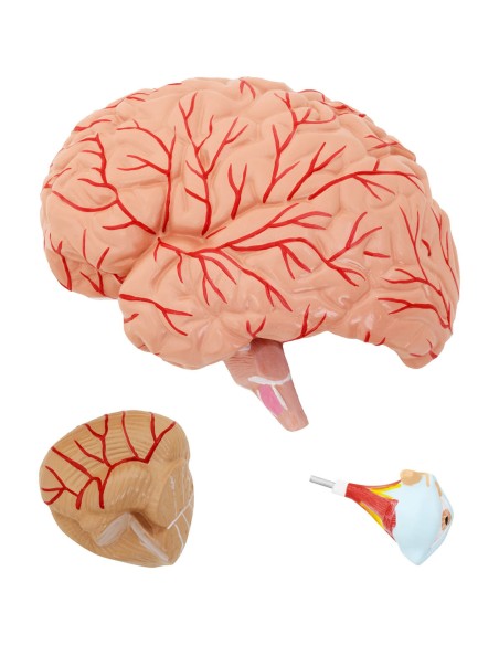 3D anatominis žmogaus galvos ir smegenų modelis, mastelis 1:1 3D anatominis žmogaus galvos ir smegenų modelis, mastelis 1:1