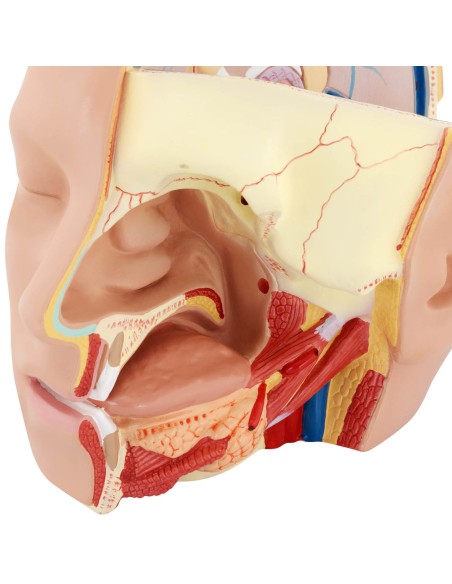 3D anatominis žmogaus galvos ir smegenų modelis, mastelis 1:1 3D anatominis žmogaus galvos ir smegenų modelis, mastelis 1:1