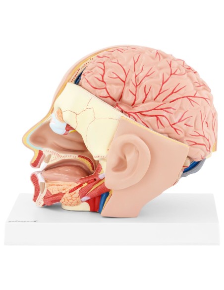3D anatominis žmogaus galvos ir smegenų modelis, mastelis 1:1 3D anatominis žmogaus galvos ir smegenų modelis, mastelis 1:1