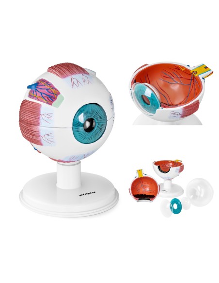 Žmogaus akies obuolio akies anatominis modelis, 7 elementai Žmogaus akies obuolio akies anatominis modelis, 7 elementai