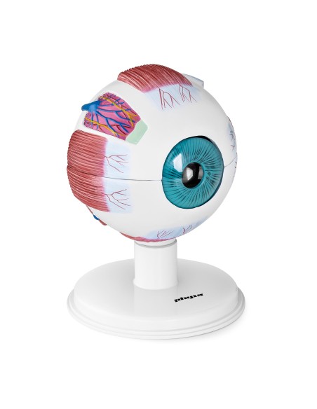 Žmogaus akies obuolio akies anatominis modelis, 7 elementai Žmogaus akies obuolio akies anatominis modelis, 7 elementai