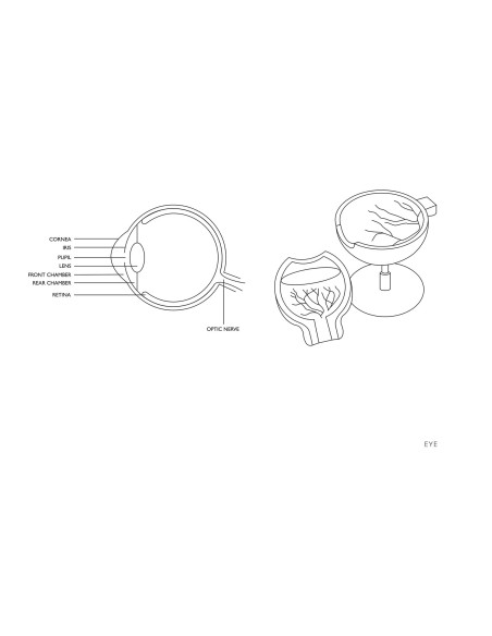 Žmogaus akies obuolio akies anatominis modelis, 7 elementai Žmogaus akies obuolio akies anatominis modelis, 7 elementai