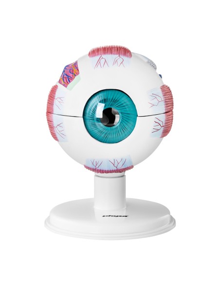 Žmogaus akies obuolio akies anatominis modelis, 7 elementai Žmogaus akies obuolio akies anatominis modelis, 7 elementai