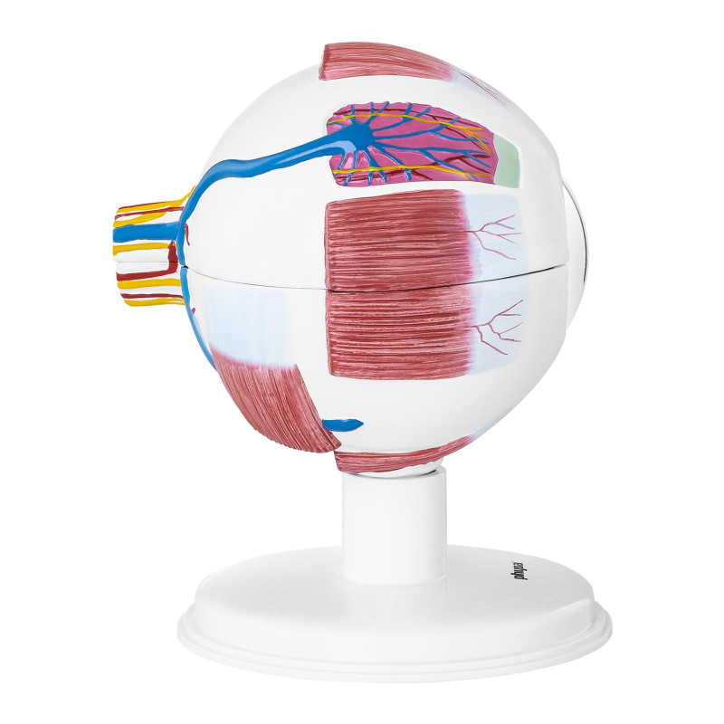 Žmogaus akies obuolio akies anatominis modelis, 7 elementai