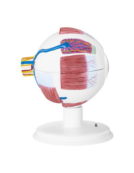 Žmogaus akies obuolio akies anatominis modelis, 7 elementai Žmogaus akies obuolio akies anatominis modelis, 7 elementai
