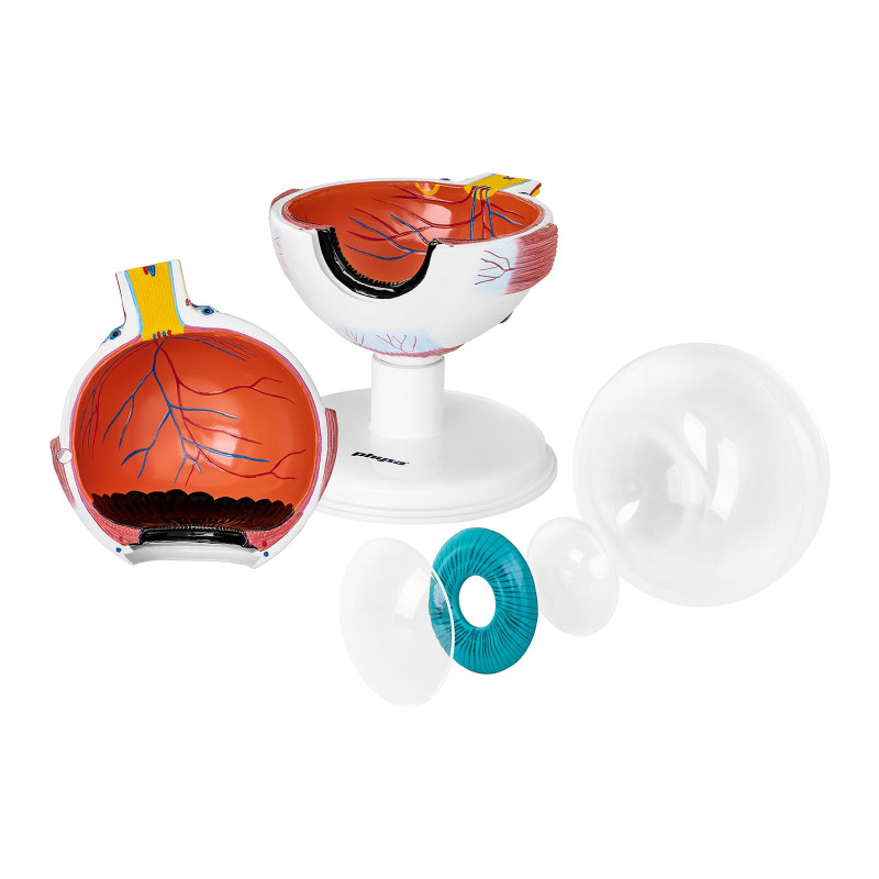 Žmogaus akies obuolio akies anatominis modelis, 7 elementai