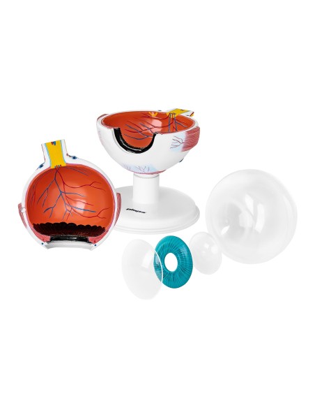 Žmogaus akies obuolio akies anatominis modelis, 7 elementai Žmogaus akies obuolio akies anatominis modelis, 7 elementai