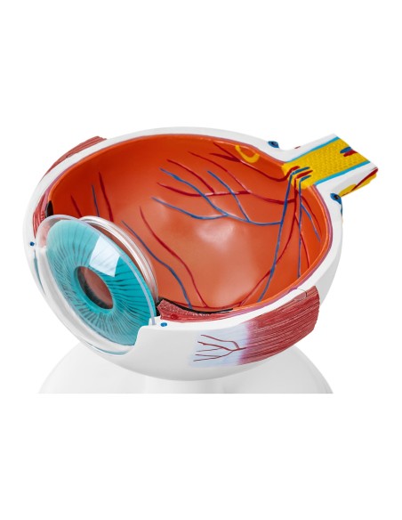 Žmogaus akies obuolio akies anatominis modelis, 7 elementai Žmogaus akies obuolio akies anatominis modelis, 7 elementai