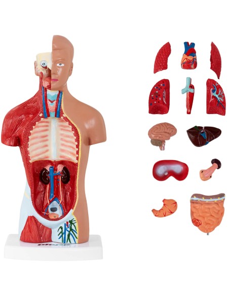 3D anatominis žmogaus liemens modelis 3D anatominis žmogaus liemens modelis