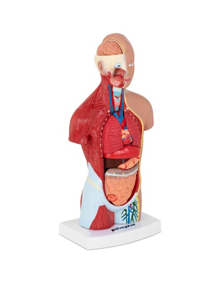 3D anatominis žmogaus liemens modelis 3D anatominis žmogaus liemens modelis