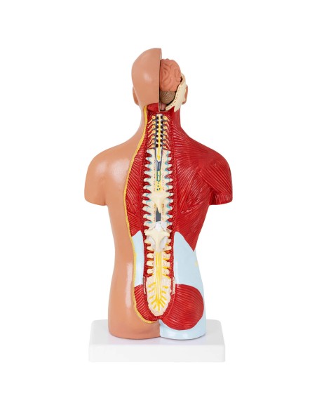 3D anatominis žmogaus liemens modelis 3D anatominis žmogaus liemens modelis