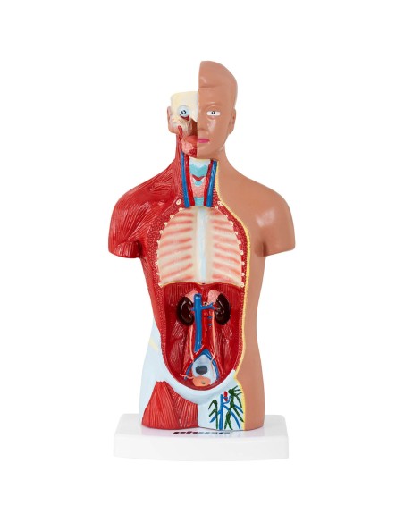 3D anatominis žmogaus liemens modelis 3D anatominis žmogaus liemens modelis