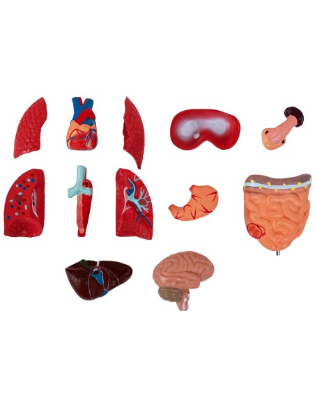 3D anatominis žmogaus liemens modelis 3D anatominis žmogaus liemens modelis