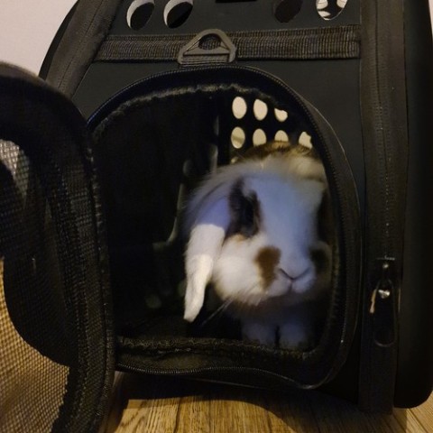 Nešioklė - krepšys šuniui/ katei - juodas