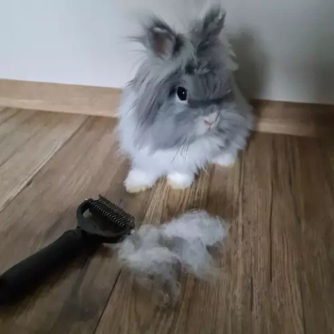 Purlov 20427 žoliapjovė/ plaukų šukos