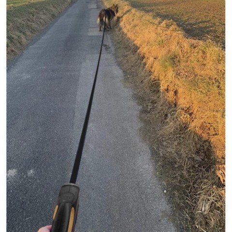 Automatinis pavadėlis šuniui 8m/ 50kg Purlov 19786m