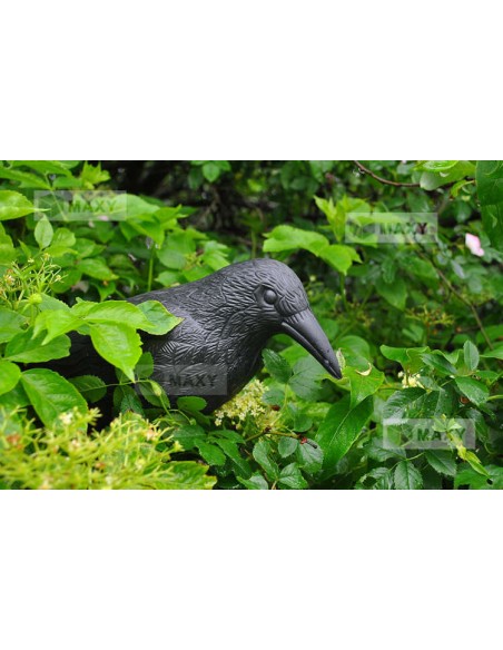 Paukščių repelentas – varnas