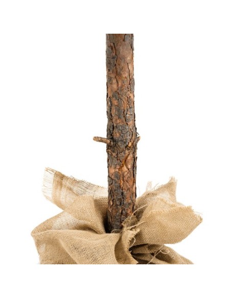 Kalėdų eglutė ant kamieno - deimantinė pušis, 180 cm