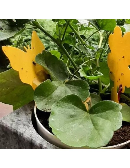 Vabzdžių lazdelė - 12 vnt. Repet 19053