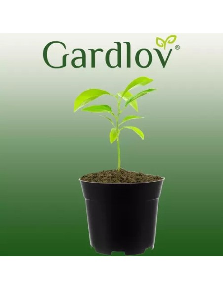 Gamybinis gėlių vazonas - 500 vnt. rinkinys