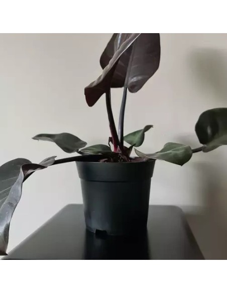 Gamybinis gėlių vazonas - 500 vnt. rinkinys