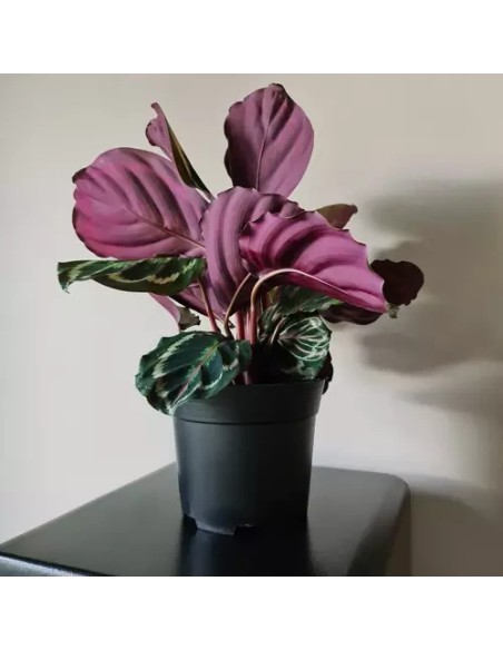 Gamybinis gėlių vazonas - 500 vnt. rinkinys