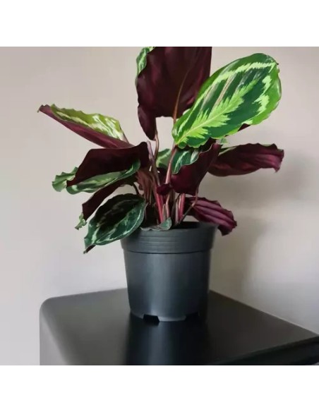 Gamybinis gėlių vazonas - 500 vnt. rinkinys