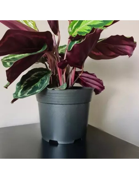 Gamybinis gėlių vazonas - 500 vnt. rinkinys